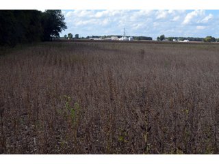 Property photo 56 - EHLE FARMS AUCTION - 118+/- ACRES IN 9 TRACTS IN ALLEN COUNTY, INDIANA